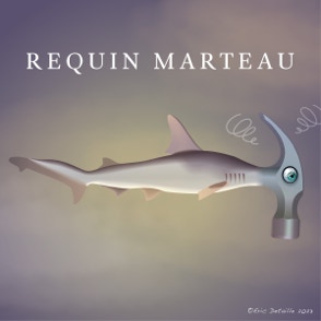 Requin marteau