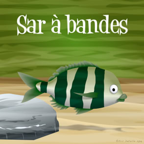 Sar à bandes