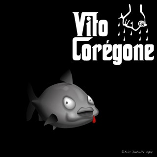 Vito corégone