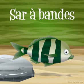 Sar à bandes